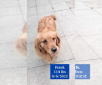 Small #2 Golden Retriever