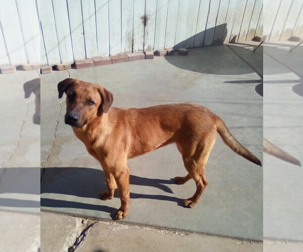 Medium Photo #1 Redbone Coonhound-Unknown Mix Puppy For Sale in Apple Valley, CA, USA