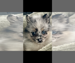 Small #2 Pomsky