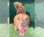 Small #3 Golden Retriever Mix