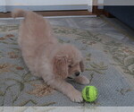 Small Photo #9 English Cream Golden Retriever Puppy For Sale in MECHANICSVILLE, MD, USA