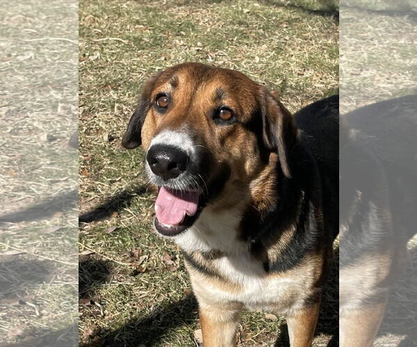 Medium Photo #12 Mutt Puppy For Sale in Fort Worth, TX, USA
