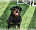 Small Rottweiler