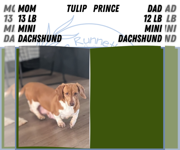 Medium Photo #31 Dachshund Puppy For Sale in GOSHEN, IN, USA