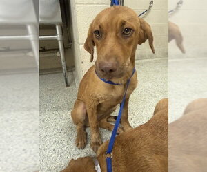 Unknown-Vizsla Mix Dogs for adoption in Conroe, TX, USA