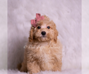 Medium Goldendoodle (Miniature)
