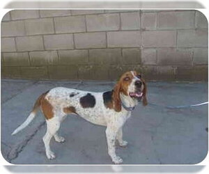 Basset Hound Dogs for adoption in San Diego, CA, USA