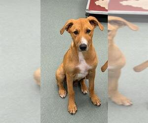 Black Mouth Cur-Unknown Mix Dogs for adoption in Baytown, TX, USA
