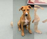 LARRY - Male Black Mouth Cur-Unknown Mix Dog for Adoption - Small photo