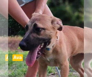 Ava - Female Black Mouth Cur-Unknown Mix Dog for Adoption - Photo #4
