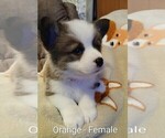 Puppy Orange female Pembroke Welsh Corgi
