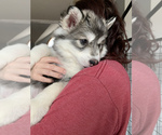 Small Photo #10 Siberian Husky Puppy For Sale in TRIMBLE, MO, USA