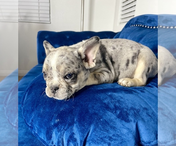 Medium Photo #17 French Bulldog Puppy For Sale in MANCHESTER, NH, USA