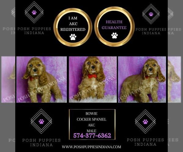 Medium Photo #2 Cocker Spaniel Puppy For Sale in WARSAW, IN, USA