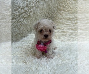 Poodle (Toy) Puppy for sale in JEFFERSONVILLE, IN, USA