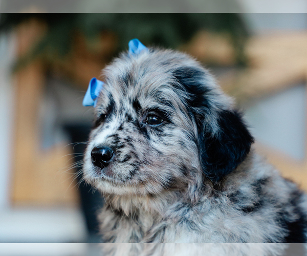 Medium Photo #5 Australian Retriever Puppy For Sale in LIBERTY, KY, USA