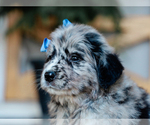 Small #4 Australian Retriever