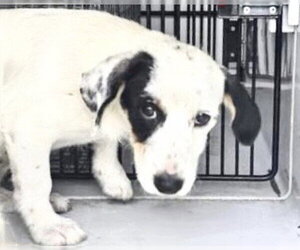 Dachshund-Unknown Mix Dogs for adoption in Houston, TX, USA