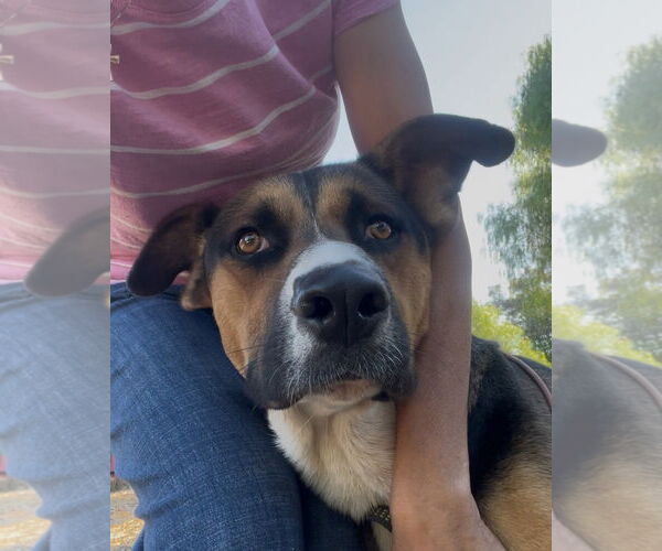 Medium Photo #3 American Foxhound-Black Mouth Cur Mix Puppy For Sale in Woodland Hills, CA, USA