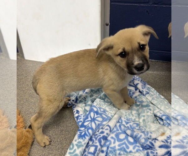 Medium Photo #1 Mutt Puppy For Sale in Sterling, MA, USA