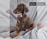 Small #2 Doberman Pinscher