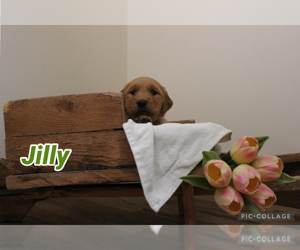 Medium Photo #10 Golden Retriever Puppy For Sale in MIDDLEBURG, PA, USA