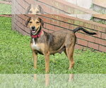 Small #4 Beagle Mix