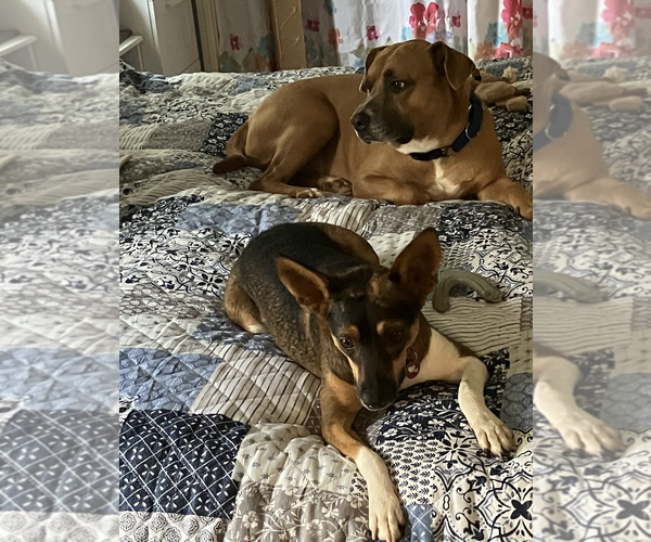 Medium Photo #1 Feist Terrier-Rat Terrier Mix Puppy For Sale in Decatur, GA, USA