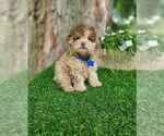Small #1 Poodle (Toy)