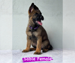 Small Photo #6 German Shepherd Dog Puppy For Sale in MIAMI, FL, USA