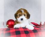 Small Photo #9 Bernedoodle-Poodle (Miniature) Mix Puppy For Sale in DALTON, OH, USA