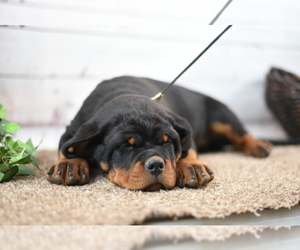 Rottweiler Puppy for sale in OGALLALA, NE, USA