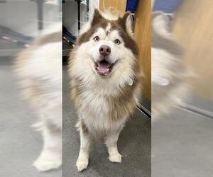 Medium Alaskan Malamute