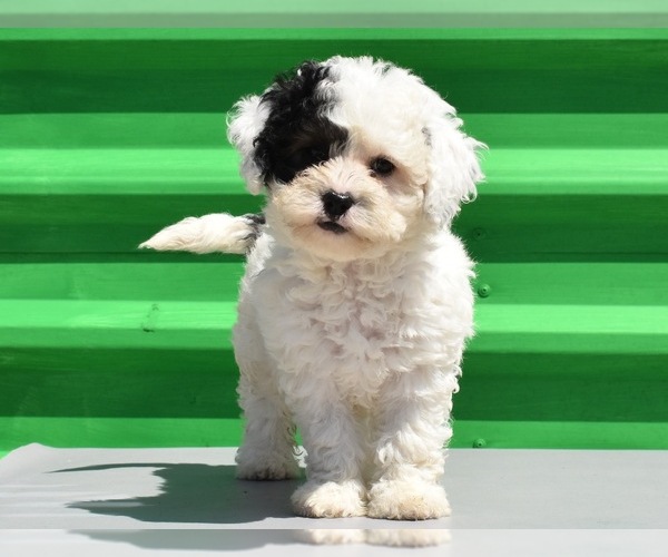 Medium Photo #17 Havanese-Maltipoo Mix Puppy For Sale in SAN DIEGO, CA, USA