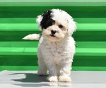 Small Photo #17 Havanese-Maltipoo Mix Puppy For Sale in SAN DIEGO, CA, USA