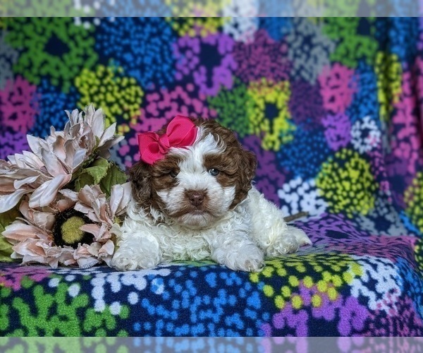 Medium Photo #5 Shih-Poo Puppy For Sale in GORDONVILLE, PA, USA