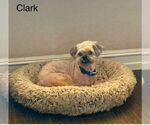 Small #5 Shih Tzu Mix