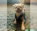 Small #3 Shih Tzu