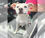 Small Mutt