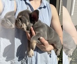 Puppy 4 French Bulldog