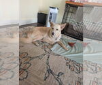 Small #4 German Shepherd Dog Mix