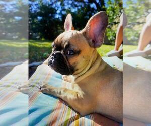 French Bulldog Puppy for sale in TAMPA, FL, USA