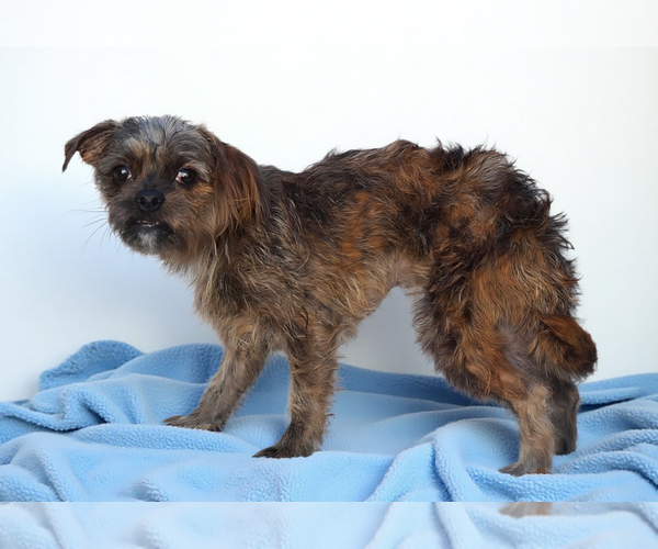 Medium Photo #2 Affenpinscher-Unknown Mix Puppy For Sale in Pasadena, CA, USA