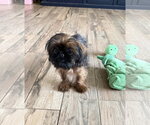 Small Photo #4 Shih Tzu Puppy For Sale in Wheaton, IL, USA