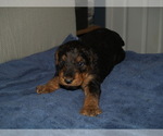 Puppy Duke Jr Airedale Terrier