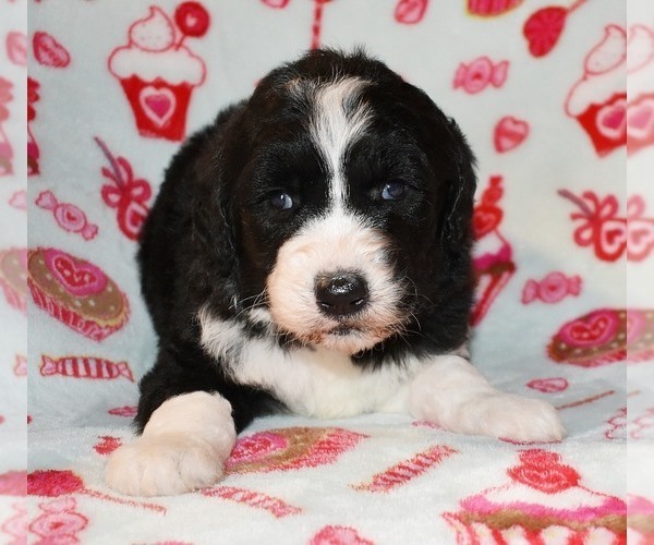 Medium Photo #12 Sheepadoodle Puppy For Sale in ASPERMONT, TX, USA