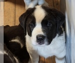 Puppy Suki Cane Corso-Saint Bernard Mix