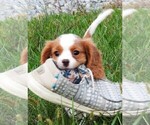 Small #1 Cavalier King Charles Spaniel