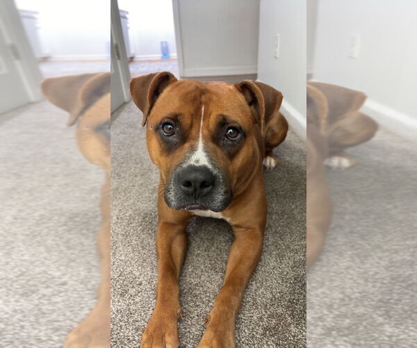 Medium Photo #2 Mutt Puppy For Sale in Boston, MA, USA