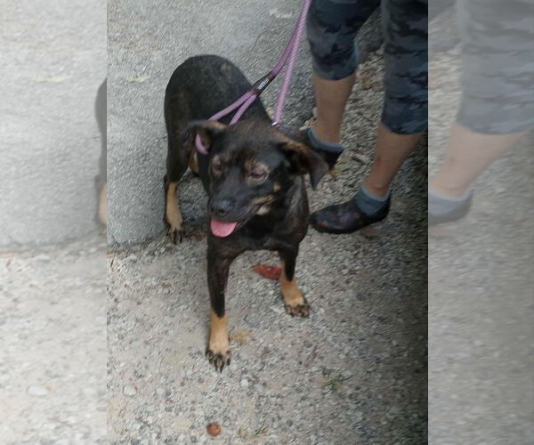 Medium Photo #4 Beagle-Unknown Mix Puppy For Sale in Frenchburg, KY, USA